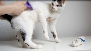 Funny Cat vs Furminator [upl. by Llebasi]