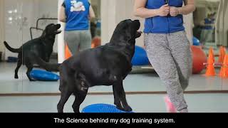 Brain Training for Dogs [upl. by Sabec]