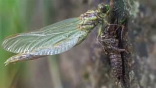 Metamorfosis libélula  Dragonfly metamorphosis timelapse 4K [upl. by Verne]