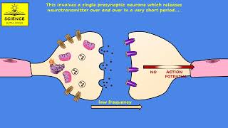 SYNAPSES [upl. by Hansel]