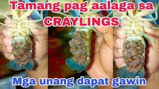 Tamang pag aalaga sa craylings  tips how to take care craylings  crayfish farming  craylings [upl. by Ronna]