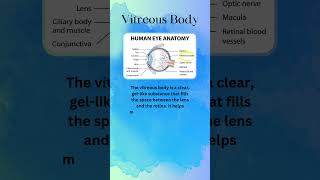 THE EYE  VITREOUS BODY  FUNCTION [upl. by Matthias]