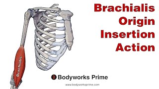 Brachialis Anatomy Origin Insertion amp Action [upl. by Galven]