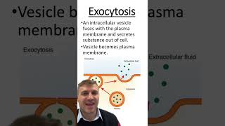 Endocytosis vs Exocytosis [upl. by Simonne]