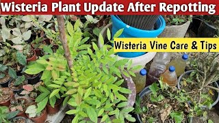 Wisteria Plant Care👍Wisteria Plant Update After Repotting👌Wisteria Care Tips👍 [upl. by Sinnel68]