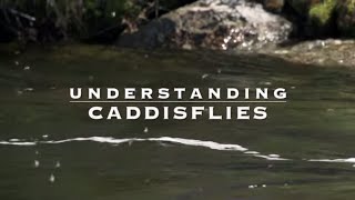 Understanding Caddisflies with Tom Rosenbauer [upl. by Ronni]