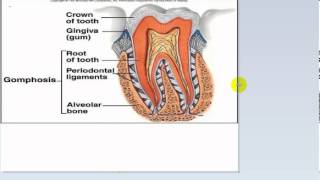 general anatomy 9  joints part 1by dr  sameh ghazy [upl. by Capon]