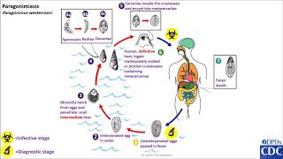 Paragonimus spp life cycle [upl. by Andonis]