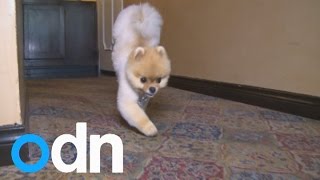 Incredible little dog Jiff breaks two world records walking on two paws [upl. by Nywles216]