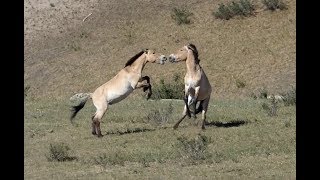 Wildlife of Hustai National Park Mongolia 2017 [upl. by Eeltrebor]