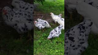 Rare american breed Erminette chickens [upl. by Eiggam]