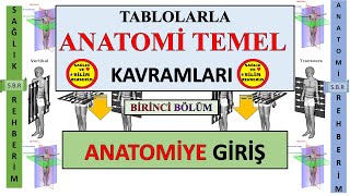 1 Anatomi Temel Kavramlarına Giriş \ Anatomik Duruş  Anatomik Eksenler ve Düzlemler Tablolar [upl. by Irving]