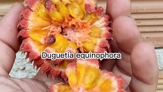 Duguetia equinophora [upl. by Quiteri]