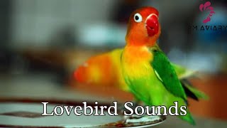 Lovebird Sounds and Singing  Lovebird Singing [upl. by Kcirrem]