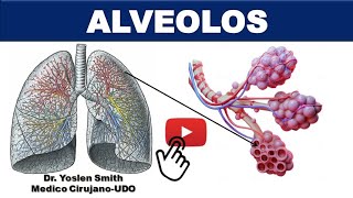 ALVEOLOS SISTEMA RESPIRATORIO ¡FÁCIL [upl. by Anale]