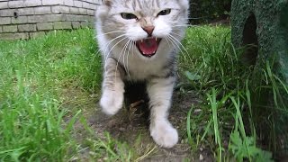 cat hisses at me and very hungry [upl. by Hyacinthia]