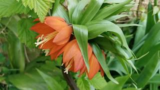 Fritillaria imperialis Crown Imperial description and cultivation [upl. by Ahsienod361]