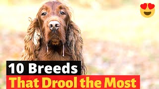 The 10 Dog Breeds that Drool the MOST 😖 [upl. by Champagne267]