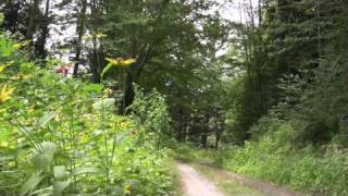 Great Smoky Mountains Balsam Mountain Road [upl. by Enniotna]