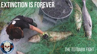 EXTINCTION IS FOREVER  The Totoaba Fight [upl. by Ronica]