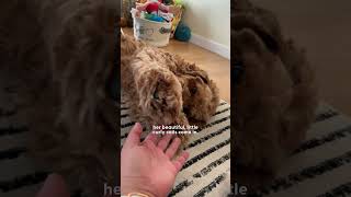 Golden Doodle Rescued From Puppy Mill Plays For The First Time  The Dodo [upl. by Tomasina]