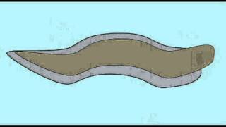 L11 Trick to Learn Differences Between Chordates amp NonChordates  100 Tricks to Learn Biology [upl. by Niffirg587]