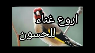 chant chardonneret sauvage khalwi حسون goldfinch تغريد مقنين خلوي [upl. by Meehyrb523]