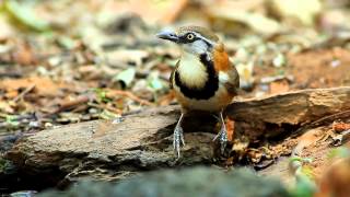 Lesser Necklaced Laughingthrush  นกกะรางสร้อยคอเล็ก [upl. by Meikah]