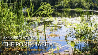 The Pond Habitat  Exploring Habitats [upl. by O'Driscoll]