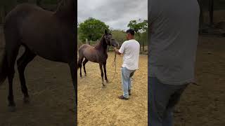 Potro Valente👀😮‍💨🐴 viralvideo cavalo shortvideo viralvideo viralshorts [upl. by Blayne942]