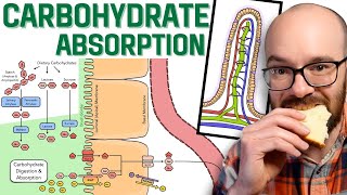 Carbohydrate Absorption [upl. by Eyde]