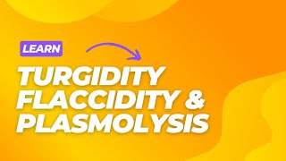 Turgidity  Flaccidity  Plasmolysis  Uses of Turgidity  Turgid  Flaccid [upl. by Amor978]