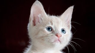 kittens meowing to attract cats  kittens video  animal sounds 11 [upl. by Nozicka907]