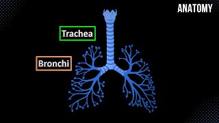 CN 5 Trigeminal Nerve EASY Scheme  Animation [upl. by Harewood]