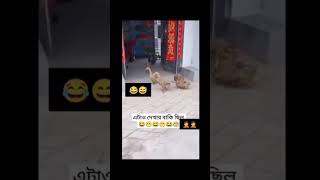 চল যাই চল যাই ইস্কুলেতে যাই।shorts short shortvideo funny funnyvideo cat duck viralvideo [upl. by Anirrehs156]