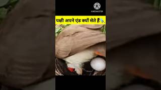 pakshi Apne Ande ko kyon sete Hain shorts video [upl. by Dukie]