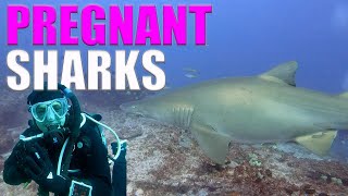 PREGNANT SHARKS On Triple Dive At North Stradbroke Island [upl. by Grosvenor]