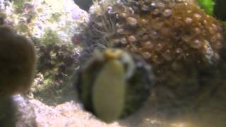 Trochus snail reproduction in reef tank [upl. by Mota]