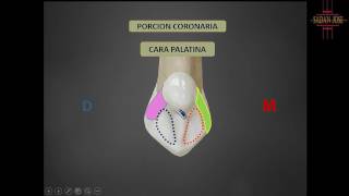 canino superior anatomia [upl. by Annahsar]