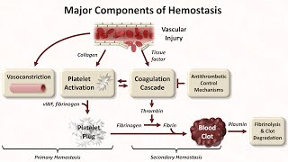 Hemostasis Lesson 1  An Introduction [upl. by Einnahc]