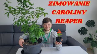 Zimowanie papryki Carolina Reaper Jak przezimowała papryka ostra w domu Sposoby zimowania papryki [upl. by Annaeiluj]