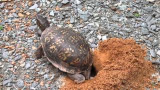 Box Turtle Lays Eggs in Her Nest [upl. by Aicirtel]