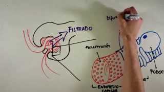 Reabsorción Renal Transportadores de sodio glucosa y urea [upl. by Dyann]