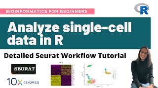 How to analyze singlecell RNASeq data in R  Detailed Seurat Workflow Tutorial [upl. by Idnem894]