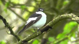 Pied Flycatcher singing [upl. by Feriga843]