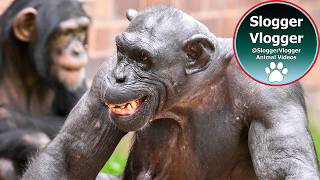 Chimpanzee Dylan Assault on Alice Ignites Chaos [upl. by Clo]