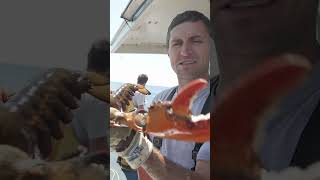 Lobster VS Finger my pet lobster fishing maine lobster [upl. by Keare268]