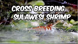 Exploring the Possibility of CrossBreeding Sulawesi Shrimp An Intriguing Endeavor [upl. by Llednahc]