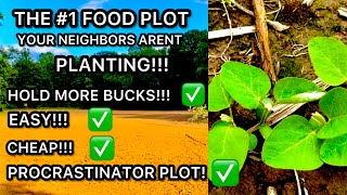 THE BEST DEER FOOD PLOT THAT NO ONE IS PLANTING [upl. by Eldwun]