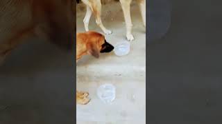 Koi jaaye toh le jaaye 🐶 please subscribe [upl. by Euqinotna]